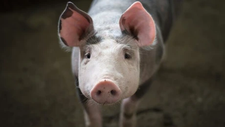 Avertismentul unuia dintre cei mai mari fermieri din România: preţul cărnii de porc s-ar putea dubla