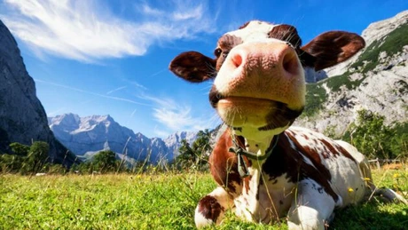 România este pe ultimul loc în UE la capitolul producţie de lapte pe cap de vacă