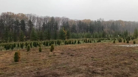 Romsilva va scoate la vânzare 31.000 de pomi de Crăciun. Prețurile rămân la fel ca în anii trecuți