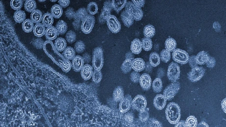 Ungaria anunţă descoperirea unui focar de gripă aviară înalt patogenă H5N1