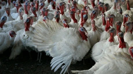 Nou focar de gripă aviară depistat în Ungaria. 26.500 de curcani dintr-o fermă au fost sacrificați