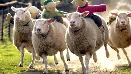 Crescătorii de ovine pot exporta în Maroc