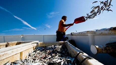 UE a făcut progrese cu refacerea stocurilor de peşte. Noi eforturi sunt necesare pentru a construi un sector rezilient