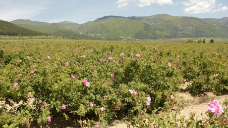 Consiliul UE a acceptat poziția Bulgariei referitoare la cultivarea plantelor pentru uleiuri esențiale