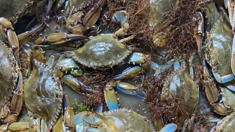 Guvernul italian alocă 2,9 milioane de euro pentru sprijinirea fermelor de scoici în lupta împotriva răspândirii unei specii de crab foarte invazivă