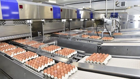 Investiție de 1,1 milioane de euro la Cristian, județul Sibiu. O cooperativă trimite marilor magazine peste 38 de milioane de ouă pe an