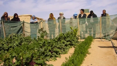 O firmă din Țările de Jos va ajuta Arabia Saudită să cultive fructe și legume în deșert