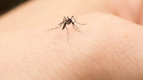 INSP: 53 de cazuri confirmate şi două probabile de infecţie cu virusul West Nile