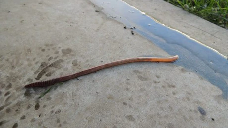 Râmele sunt responsabile pentru 6,5% din producția mondială de cereale - studiu Universitatea din Chicago