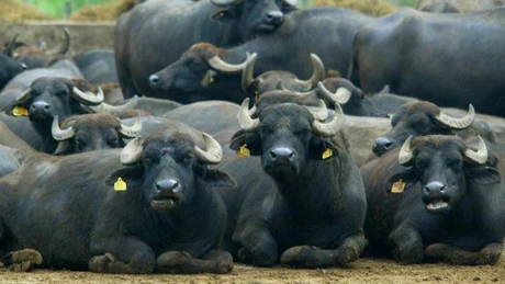 MADR propune acordarea de ajutoare de stat în valoare de peste 16 milioane de euro crescătorilor de bovine și bivolițe