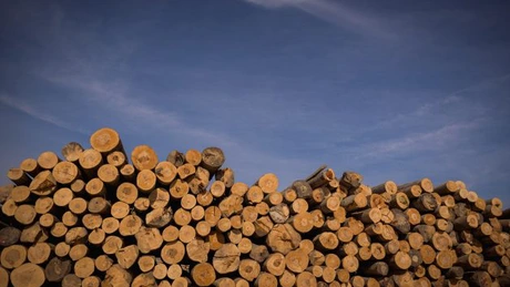 CFR SA a primit ofertă de la o companie din Timiș pentru traverse din lemn de peste 300 milioane de lei