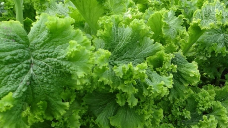 Salata iute provenită din Asia, cu o greutate de până la 1 kg, poate fi cultivată şi în România