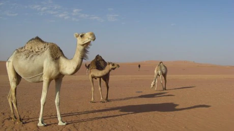 Algeria își propune să atragă 12 milioane de turiști în 2030, un salt semnificativ față de 3,3 milioane câți a găzduit în 2023