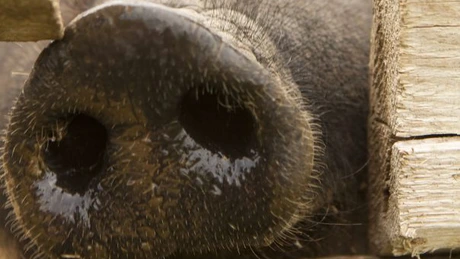 Update: Ferma aparține danezilor de la Premium Porc Group (Surse). Un focar de pestă porcină africană a fost depistat la o fermă din localitatea Fântânele, județul Constanța. 49.000 de animale vor fi sacrificate