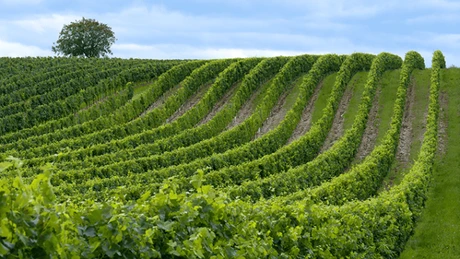 Producătorul Cramele Recaș va prelua o parte din casa de vinuri Tenuta Odobești. Consiliul Concurenței a autorizat tranzacția