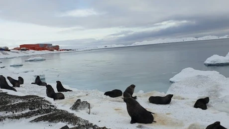 Antarctica - Ecosistemele sunt ameninţate de specii invazive care sosesc plutind pe resturi organice sau plastic