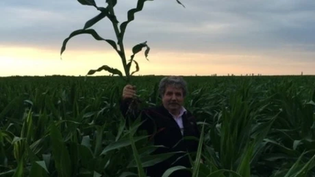 Scădere istorică. România a băgat în hambare cele mai mici cantități de porumb și de floarea-soarelui din 2015 încoace