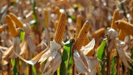 Producția agricolă slabă adâncește deficitul comercial. Din piața globală vor lipsi 1,1 milioane de tone de porumb față de anul trecut. Poziția României