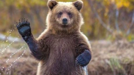 Suedia a decis să împuște 20% din populația de urşi bruni, de câteva ori mai mică decât cea din România