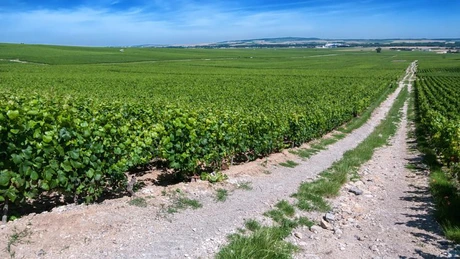 Franța se așteaptă ca producția de vin din acest an să scadă cu 25% din cauza vremii nefavorabile