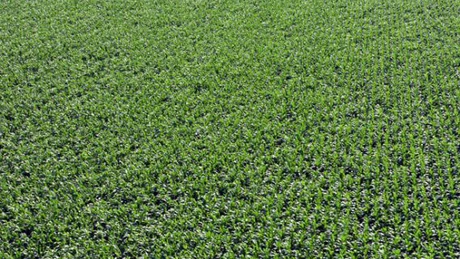 Ajutor de 25 mil. euro pentru fermierii români. 1.000 de euro/1.000 mp/beneficiar pentru cei ce vor cultiva legume în spaţii protejate în perioada 2024-2025 (proiect MADR)