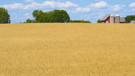 Grâul recoltat la anul de Ucraina ar putea ajunge la 25 milioane de tone în 2025, de la 22 milioane de tone în 2024