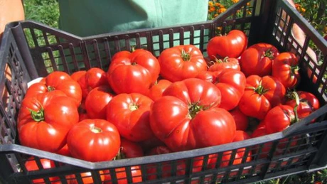Programul Tomata - Fermierii care cultivă roşii româneşti vor primi a doua tranşă de 1.500 de euro, în zilele următoare