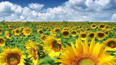 Egipt este interesat de expertiza României în domeniul cercetării tehnologiei hibrizilor de floarea-soarelui (MADR)