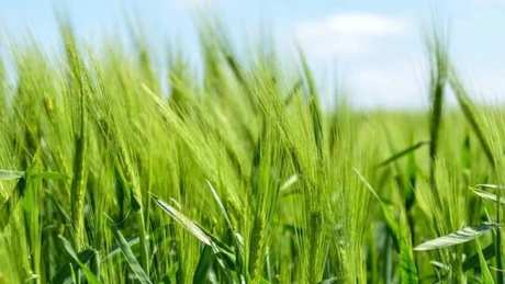 Agroland Agribusiness: Producția de cereale ar putea crește anul acesta cu 7%, iar cea de oleaginoase cu 51%. Compania și-a dublat profitul net în 2024, pe fondul unor venituri mai mici