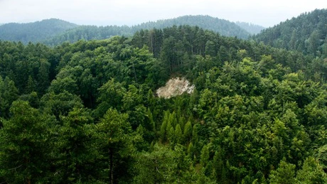 Cod galben de vânt în Munţii Apuseni, Carpaţii Orientali şi jumătatea de vest a Carpaţilor Meridionali