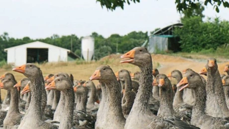 Producția de carne de pasăre din Franța, redresată după campania de vaccinare împotriva gripei aviare