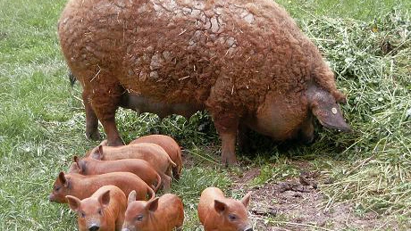 Ungaria ne concurează puternic porcul de Mangalița cu hibrizi mai ieftini. La cât a ajuns importul de carne de porc din consumul românilor