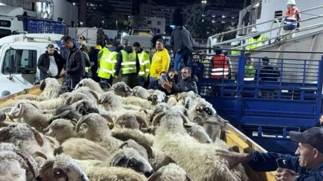 Algerienii vor sărbători Ahl El Aid cu carne de oaie exclusiv românească. Azi am livrat peste 30.000 de oi în statul arab