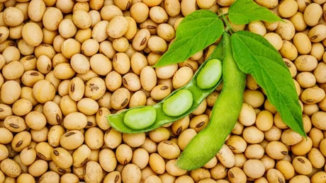 Decizie istorică - Verde pentru soia modificată genetic, în UE
