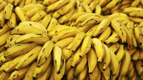 Criza bananelor - Creşterea temperaturilor şi dăunătorii omoară culturile