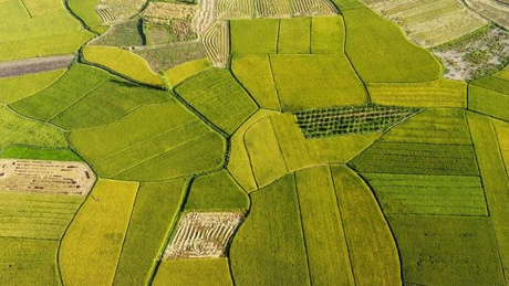 India așteaptă un record la producțiile de grău şi orez