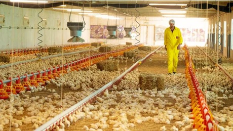 Ce afaceri face unul dintre furnizorii de pui KFC. Grupul Safir trimite 95% dintre puii crescuți lent în Olanda