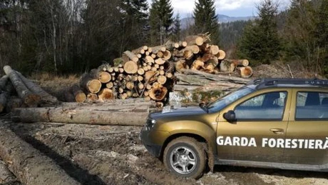 Ministerul Mediului a lansat procedura pentru ocuparea posturilor de inspector şef în cinci dintre gărzile forestiere teritoriale