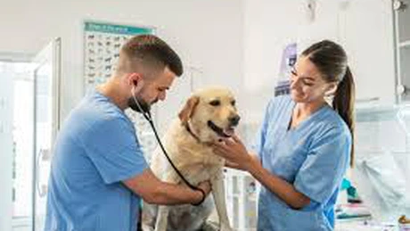 Un gigant american care a marcat copiii anilor '90 cumpără afaceri într-un domeniu surpriză în România. Mars, producătorul celebrelor dulciuri, are planuri mari