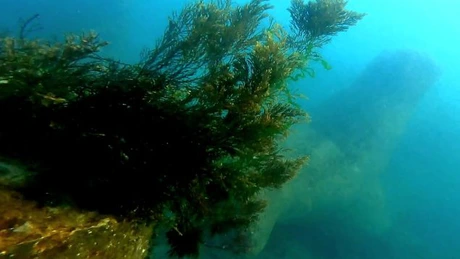 Atacuri aeriene ruse provoacă poluare cu ulei vegetal în Marea Neagră, acuză Ucraina