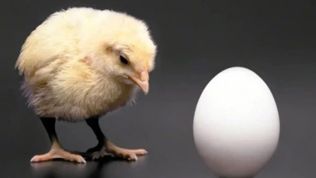 Preţurile produselor agricole în UE au crescut cu 5,6% în al doilea trimestru din 2025. Ce alimente s-au scumpit cel mai mult - date Eurostat