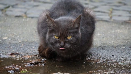 Avertisment pentru România - Pericol pentru resursele de apă şi sistemele hidrologice - raport 