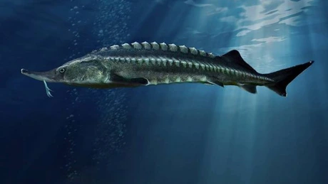 Rusia va permite pescuitul sturionilor în Marea Azov