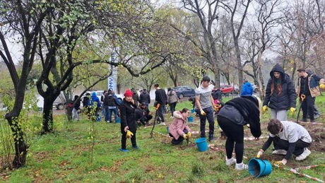 Primăria Capitalei plantează 4.000 de puieți în Parcul Tineretului