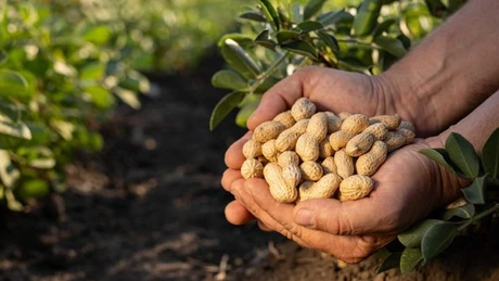 Mars investește 5 milioane de dolari în cercetarea agricolă inovatoare pentru a proteja și perfecționa arahidele