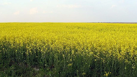 Rapiţa, cultura cu cea mai mare suprafaţă tratată cu produse de protecţie a plantelor, în 2023