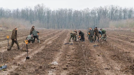 Romsilva va planta 2,8 milioane de puieți forestieri în campania de împăduriri de toamnă