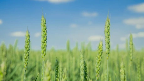 Minus 2 milioane de tone la producția de grâu a acestui an. Cum arată prima prognoză a Comisiei Europene
