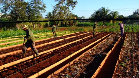 Cuba deschide comercializarea de produse agricole pentru sectorul privat