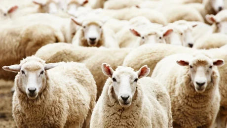 Alertă epidemiologică în România - Focar de variolă la oile dintr-o gospodărie din județul Mureș. Sute de animale vor fi ucise